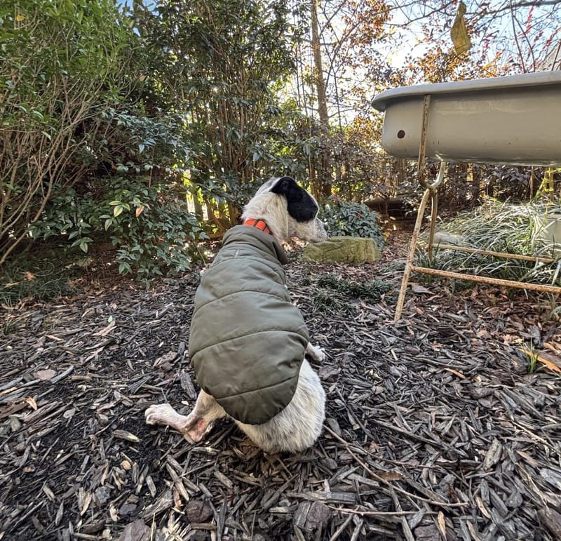 Otto wearing a green puffy dog coat in the Serenbe woods
